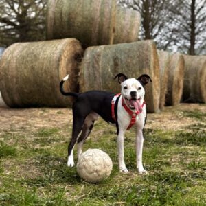 Bullies At The Barn