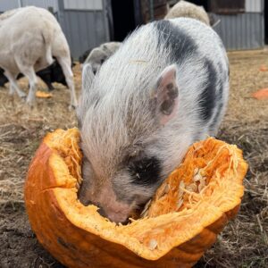 [EVENT] Fifth Annual Harvest With The Herd: 11AM - 2PM