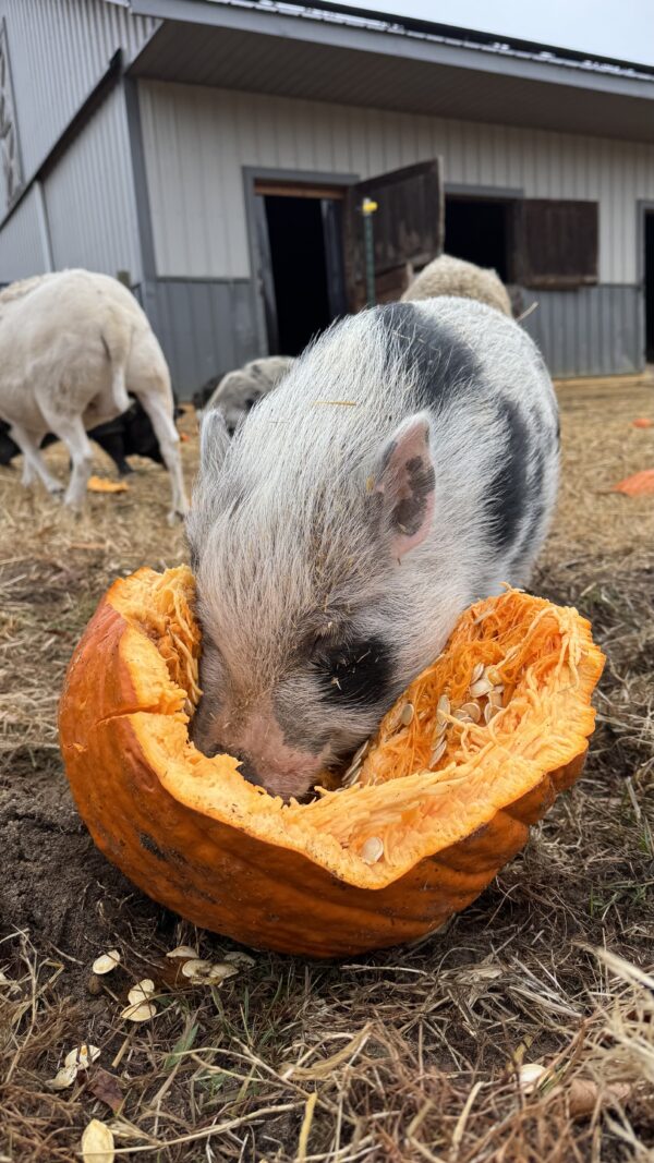 [EVENT] Fifth Annual Harvest With The Herd: 11AM - 2PM
